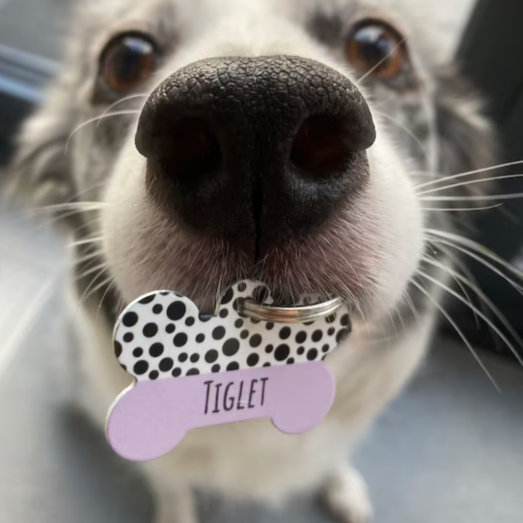 Purple Half Polka Dots Bone Dog Tag