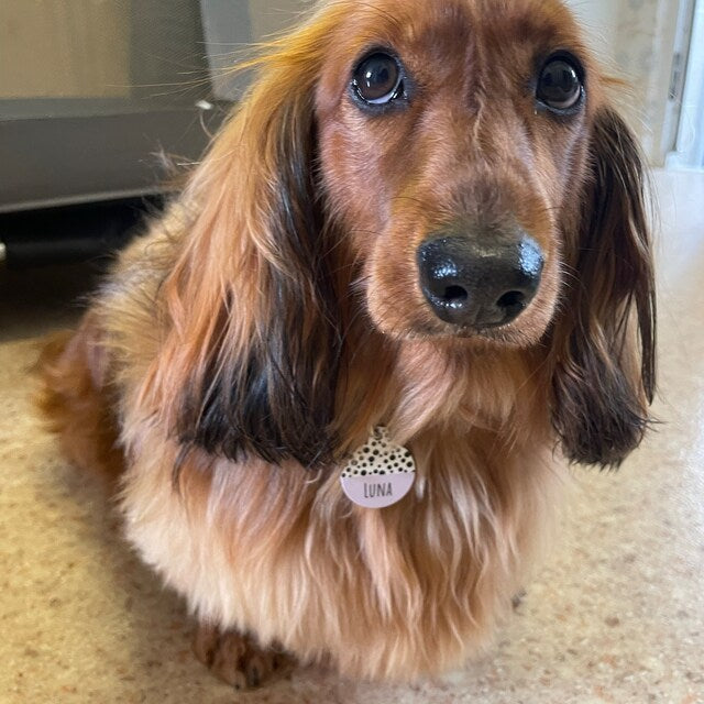 Purple Half Polka Dots Circle Dog Tag