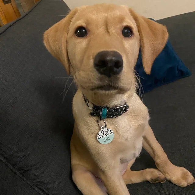 Green Half Polka Dots Circle Dog Tag