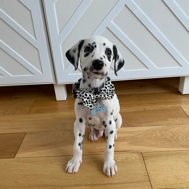 Blue Half Polka Dots Bone Dog Tag