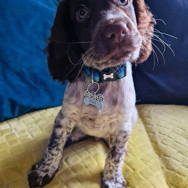 Blue Half Polka Dots Bone Dog Tag