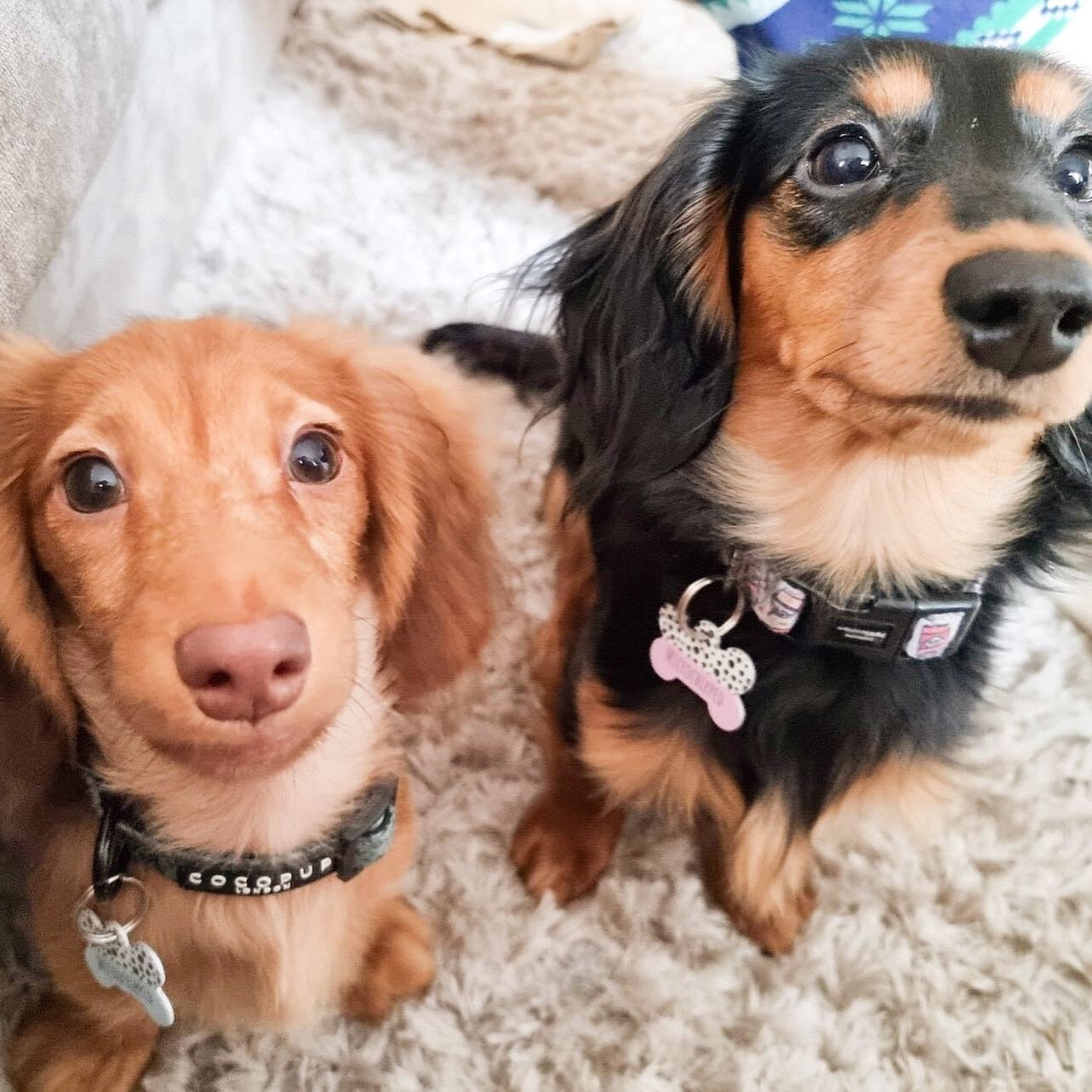 Blue Spotty Bone Dog Tag