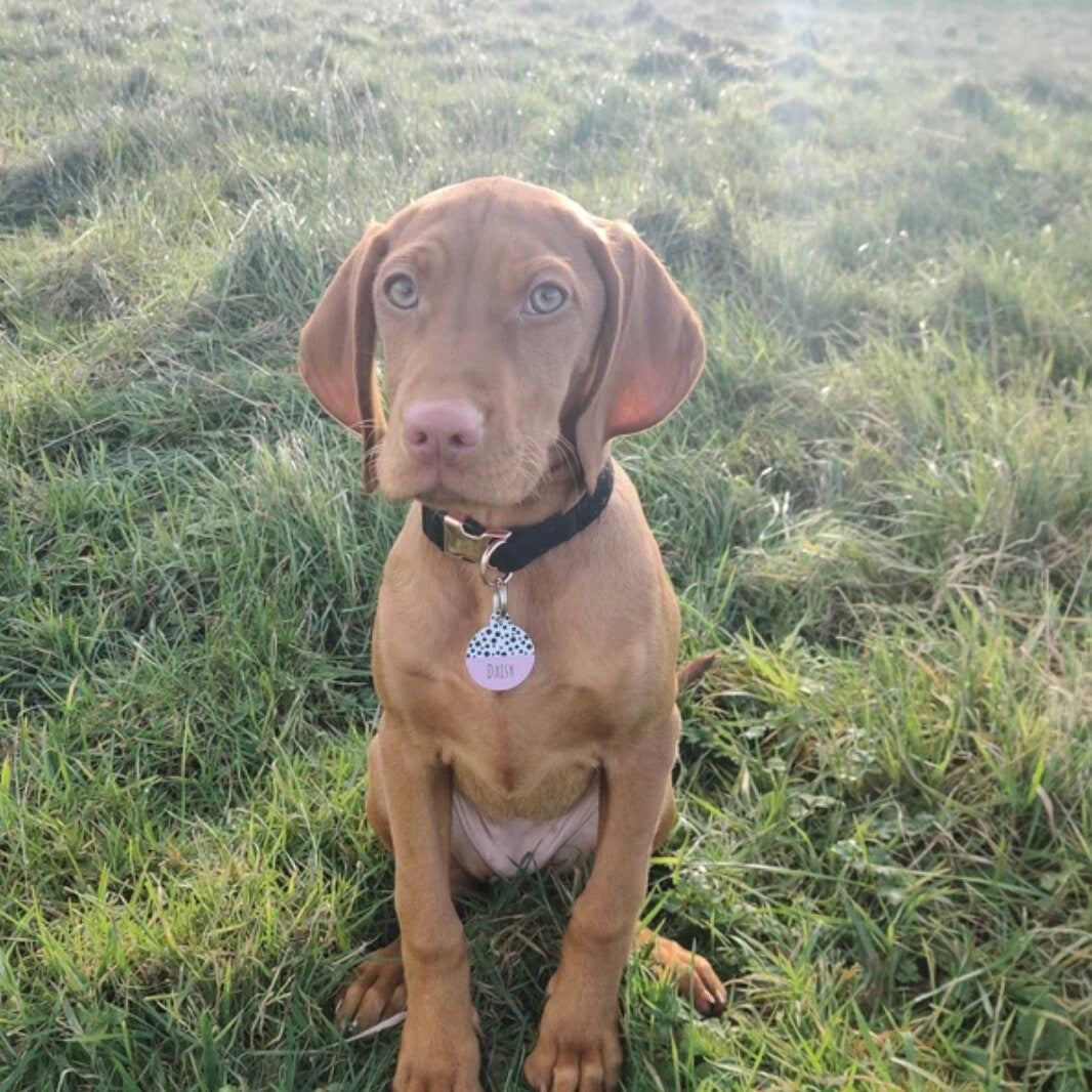 Peach Spotty Circle Dog Tag